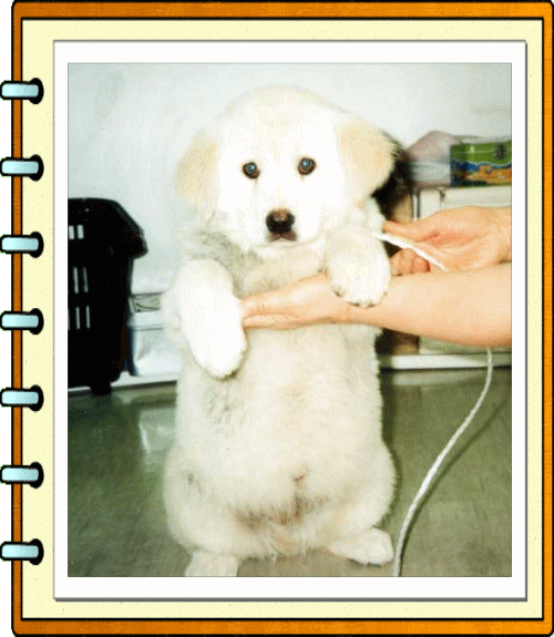 �t���[��